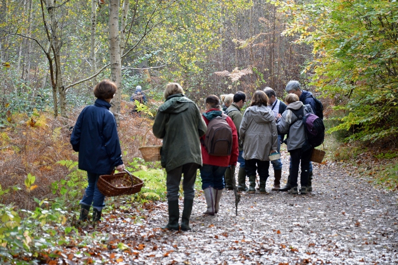 Foret de rambouillet 014